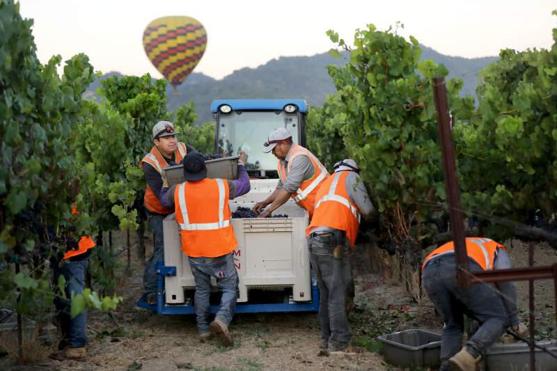 Trabajadores agrícolas cosechan uvas para vino en Rodgers Vineyard, en Yountville, California. Beth Schlanker / The Press Democrat