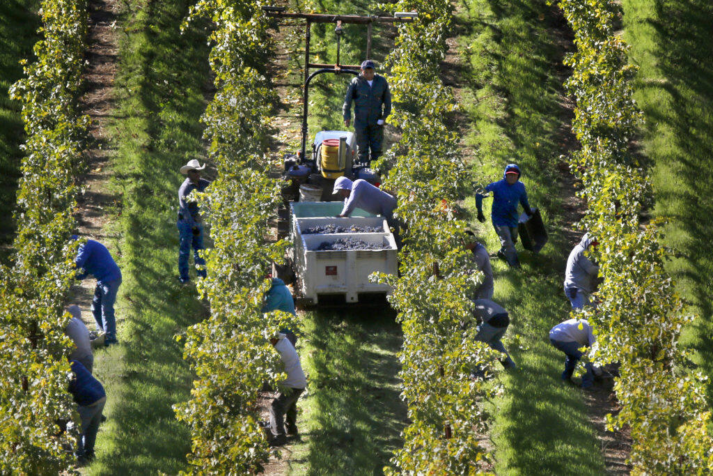 Workers harvest cabernet sauvignon grapes in Sonoma County in 2018. (Beth Schlanker / The Press Democrat)
