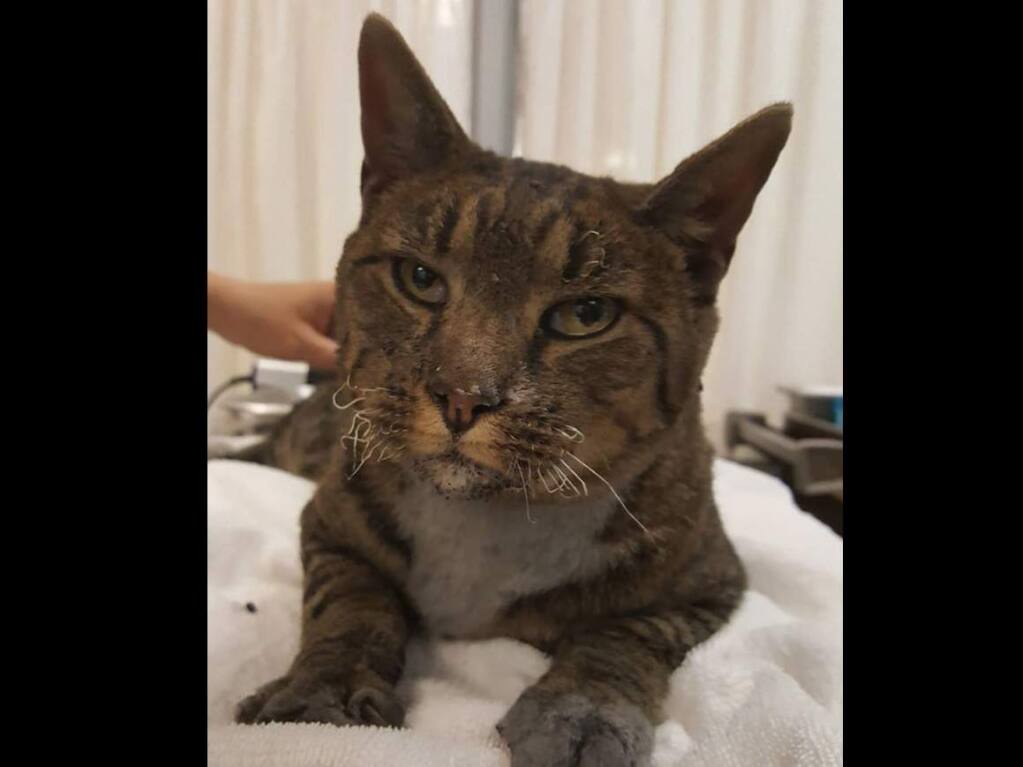 FOUND CAT 10/9/17: Stray Neutered Male Tabby with white chest. No collar. This sweet cat was found under a car in the Sutter Santa Rosa Hospital lot. He is currently safe at Sonoma Humane Society 707-542-0882. (SONOMA HUMANE SOCIETY)