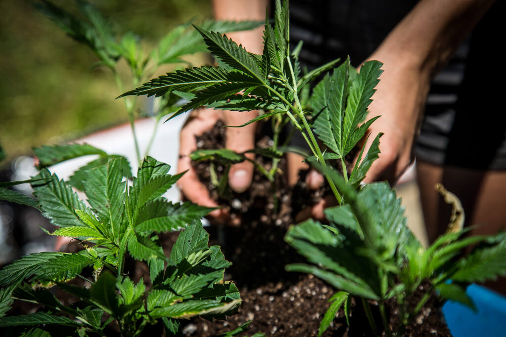 Two area businesswomen want to open a cannabis growing, manufacturing and retail distribution facility in a building that once housed a Roseland charter school, but some area residents say they object to that kind of business in their neighborhood. (Shutterstock)