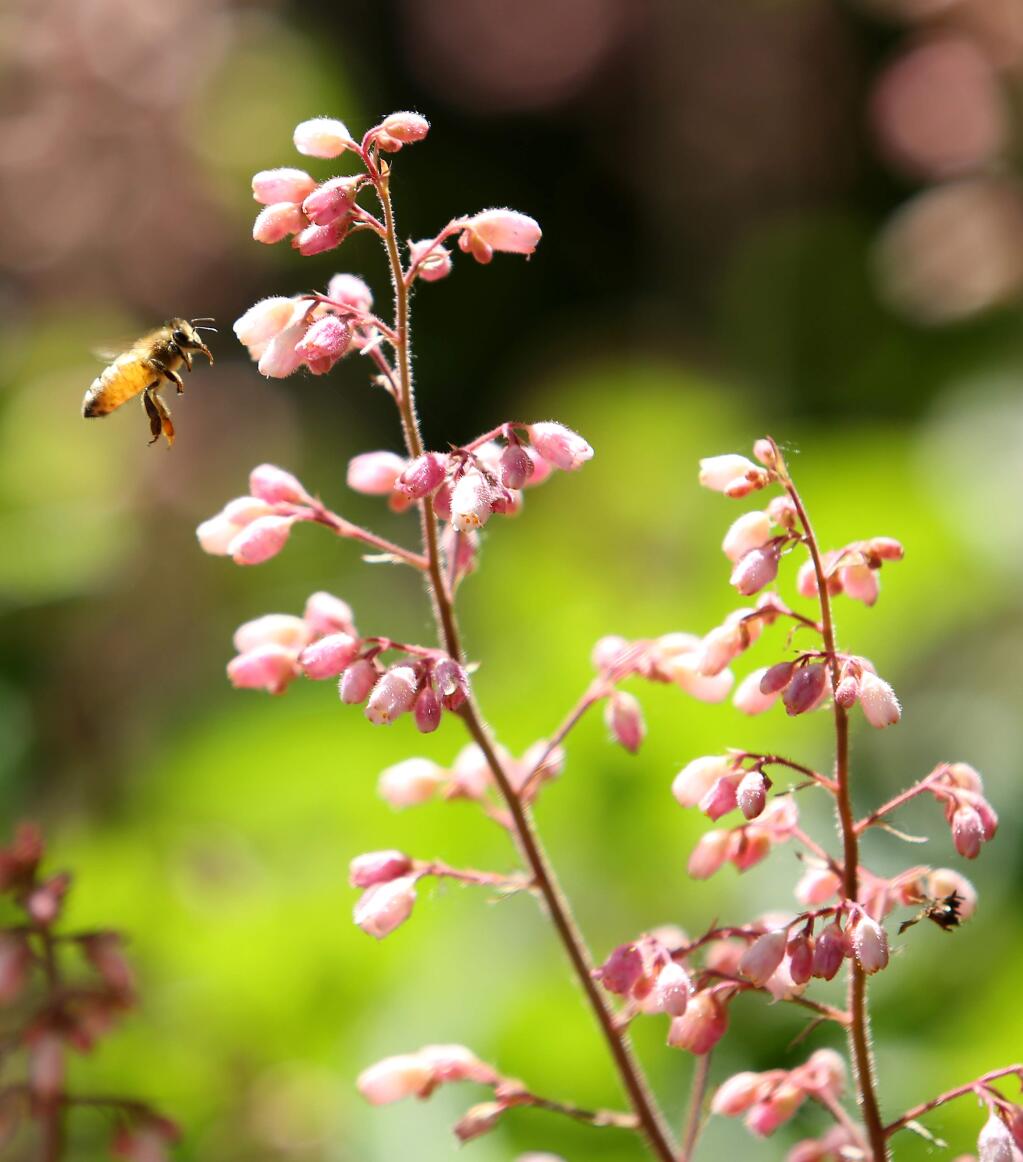 Heuchera ‘Old La Rochette' with honeybee in the garden of Maile and Warren Arnold, Friday, April 3, 2015. (Crista Jeremiason / The Press Democrat)