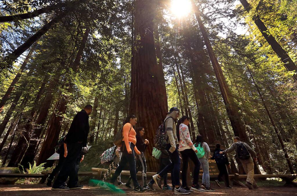 A docent led tour group passes by the Armstrong Tree, an old growth redwood in the Armstrong Redwoods State Natural Reserve in Guerneville, Tuesday May 1, 2018. (Kent Porter / The Press Democrat) 2018
