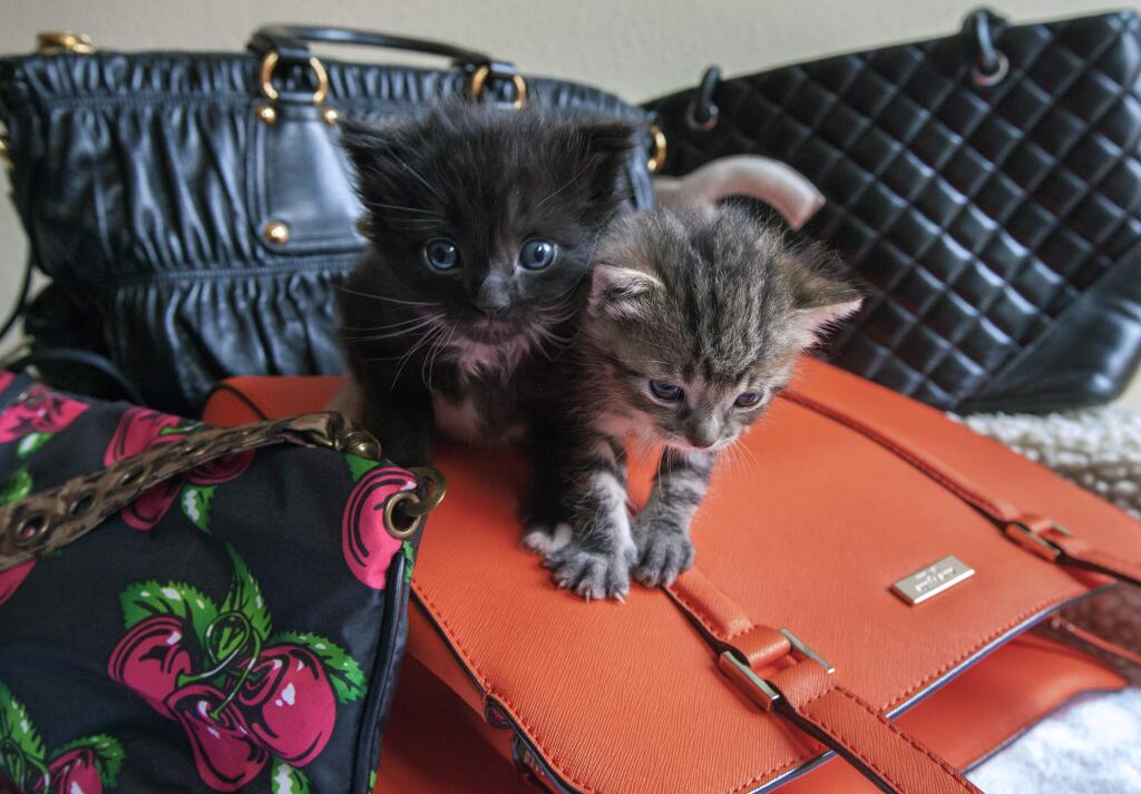 Gently used purses are needed for the annual Tailwags and Handbags auction, set for May 5 to benefit Pets Lifeline. (Robbi Pengelly/Index-Tribune).