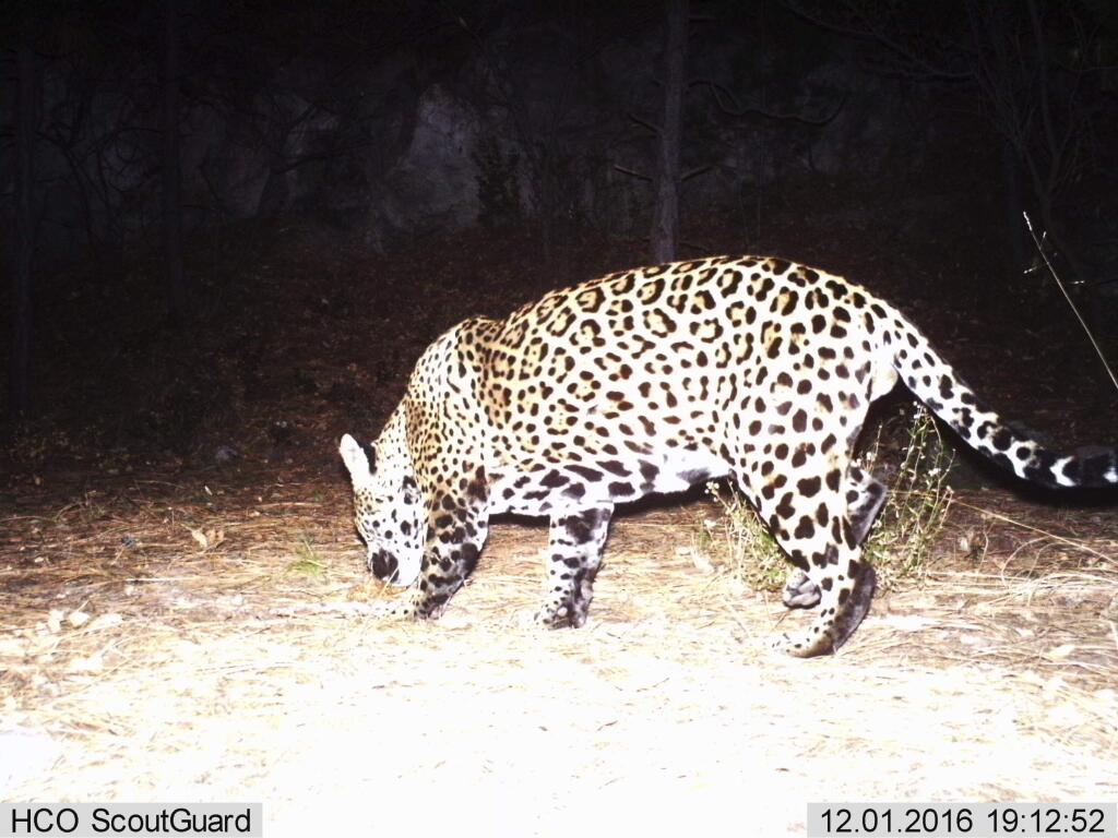 This Dec. 1, 2016 video image provided by Fort Huachuca shows a photo of a wild jaguar in southern Arizona. Authorities say a camera belonging to Fort Huachuca Army installation has captured what is likely the second wild jaguar to be spotted in the U.S. in recent years. The Arizona Game and Fish Department says a preliminary analysis suggests the cat is new to the area and not “El Jefe,” a jaguar that was captured on video in a nearby mountain range last year. (Fort Huachuca via AP)