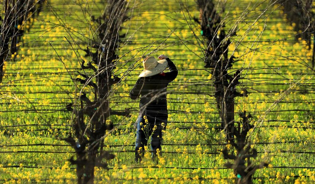 A worker begin to prune and tie back grape vines near Healdsburg in 2019. (Kent Porter / Press Democrat)