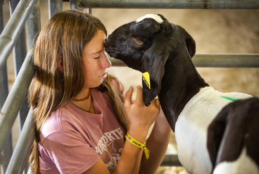 The goat Alex Yanez raised from a kid comforts her as she cries in her stall after it was sold at the Jr. Market Lamb Auction at the Sonoma County Fair on Friday, August, 5, 2022. (John Burgess/The Press Democrat)