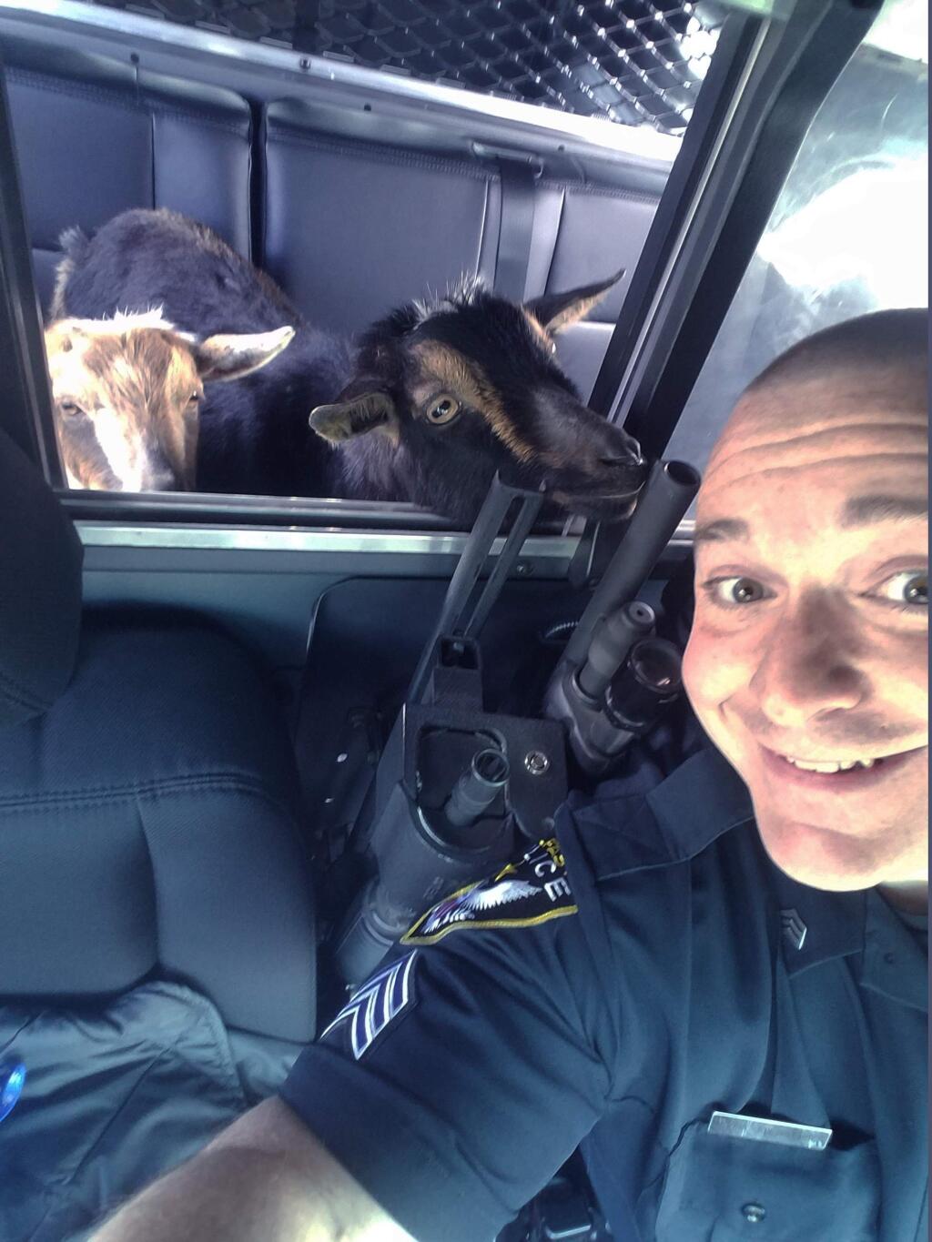 Sgt. Daniel Fitzpatrick of the Belfast Police Department in Belfast, Maine drives around with two lost goats in his police car on Sunday, April 23, 2017, looking for their owner. The goats were walking on a road in town and then entered a woman's garage before Fitzpatrick picked them up. The owner's daughter saw a police Facebook post about the lost goats and came down to the station to retrieve them. (Sgt. Daniel P. Fitzpatrick II/Belfast Police Department via AP)