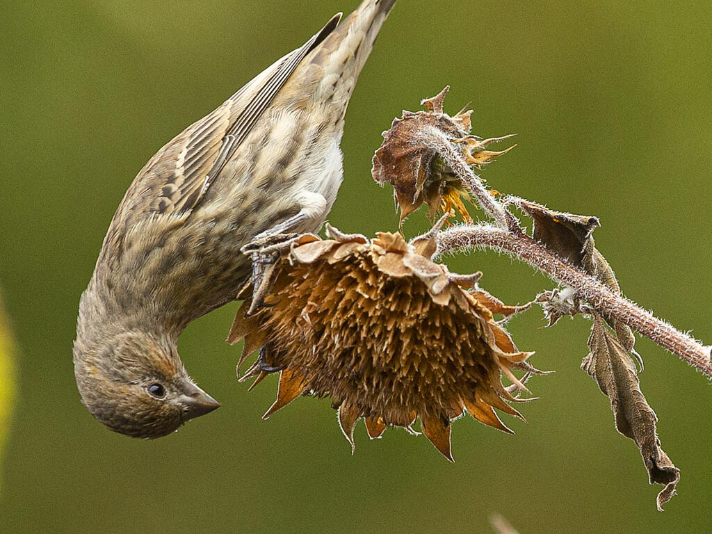 A female house finch slowly bends the sunflower branch as it shifts its weight for a better view of the remaining seeds. (John Burgess / The Press Democrat)