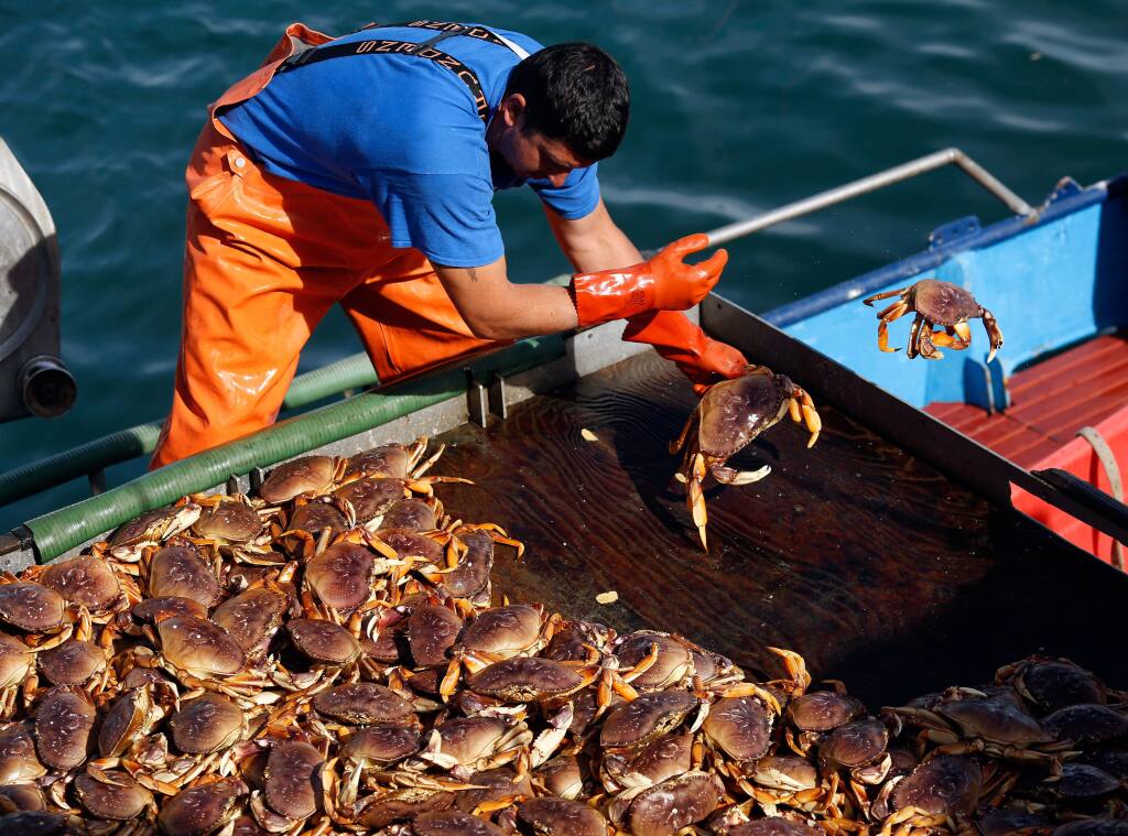 Donna Mia deckhand Matt Anello tosses Dungeness crab into a container for offloading at North Coast Fisheries in Bodega Bay, California on Wednesday, April 6, 2016. (Alvin Jornada / The Press Democrat)