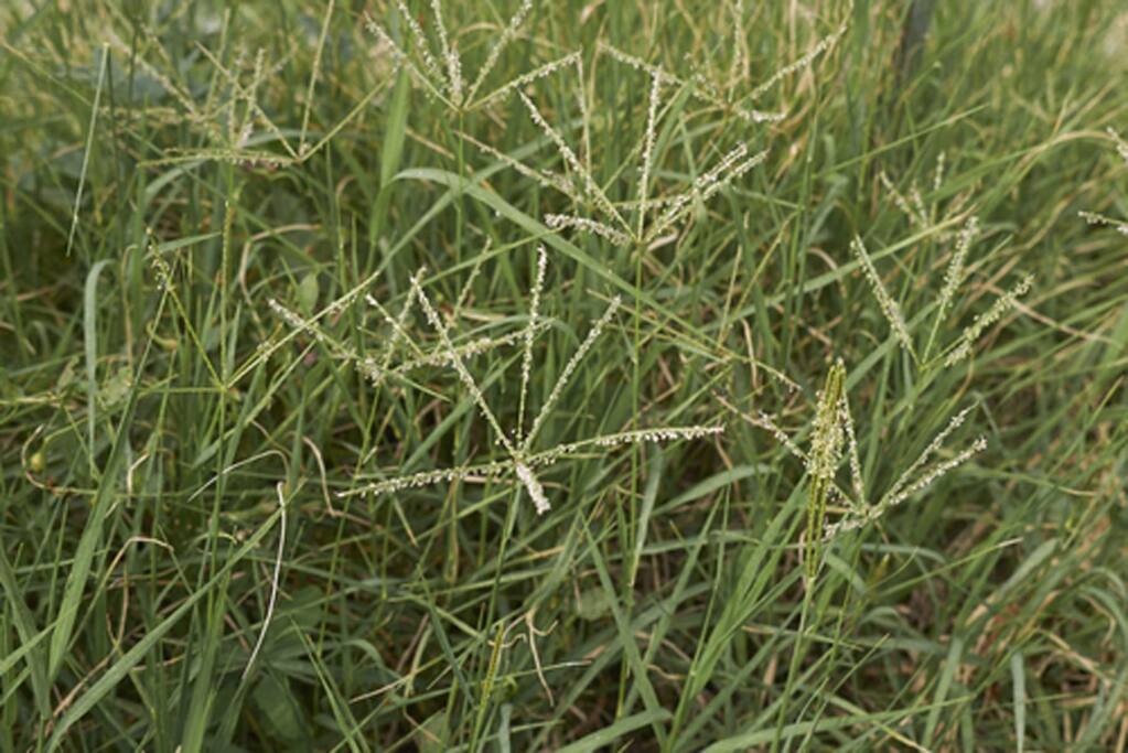 Bermuda grass is the bane of a gardener's existence. It is dormant in winter and looks dead. Don't be fooled. Creeping through the soil, or along the surface, thick distinctive yellow roots or above ground shoots called rhizomes crawl and spread in every direction.