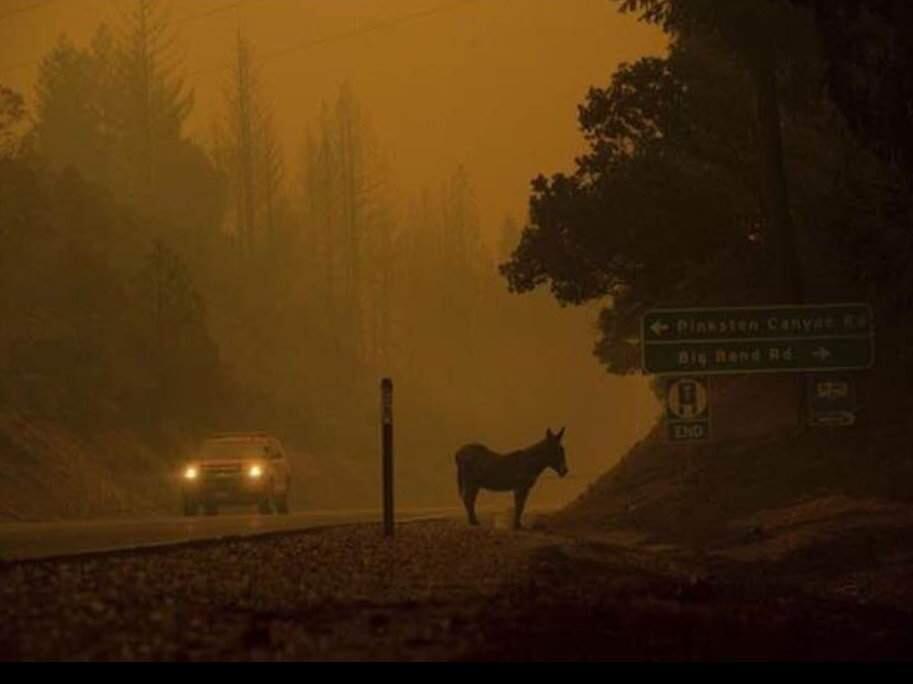 A donkey in the smoky Camp fire zone in Butte County. (JULIE ATWOOD/ FACEBOOK)