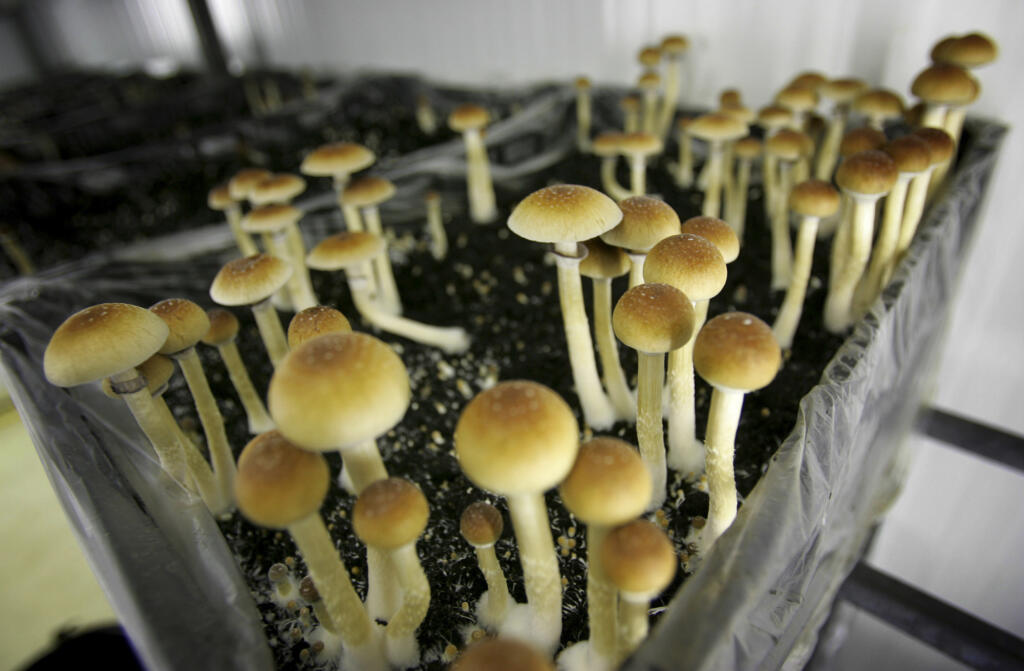 FILE - In this Aug. 3, 2007, file photo, psilocybin mushrooms are seen in a grow room at the Procare farm in Hazerswoude, central Netherlands. The Zide Door Church of Entheogenic Plants, an assembly of the Church of Ambrosia, filed a lawsuit Friday alleging that the city, police department and a police officer violated its 1st and 14th amendment rights and that the city's land use code prohibits the group from conducting religious ceremonies and sacraments involving psychedelics and cannabis inside its church. (AP Photo/Peter Dejong, File)