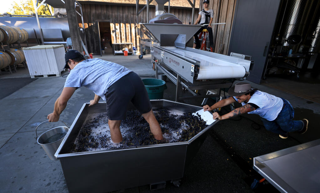 Cellar workers Riley Marsh, left, and Elia Ortegascott work in tandem to move pinot noir wine grapes after Ortegascott performed pigeage on two bins of the grapes, Tuesday, Oct. 3, 2023 at Ram’s Gate Winery south of Sonoma. (Kent Porter / The Press Democrat) 2023