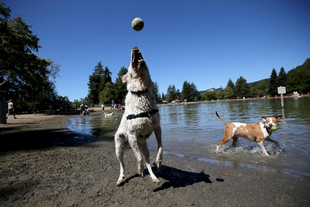 Colt, an Australian Shepherd mix, jumps for a tennis ball thrown by his owner Sandy Seekins during the Water Bark event at the swimming lagoon at Spring Lake Regional Park in Santa Rosa on Sunday, September 8, 2019. (BETH SCHLANKER/ The Press Democrat)