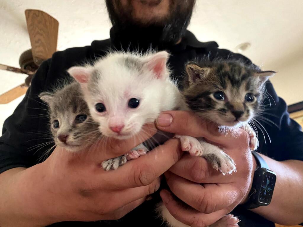 A KITTEN BOUQUET: Local animal nonprofit plans to open a used book store and cat  adoption lounge at the Petaluma Outlet Mall. Here, Pet Pals Adoption Coordinator Tanya Reyes' husband Nico holds a cuddly assortment of baby cats. (COURTESY PETALUMA PET PALS).