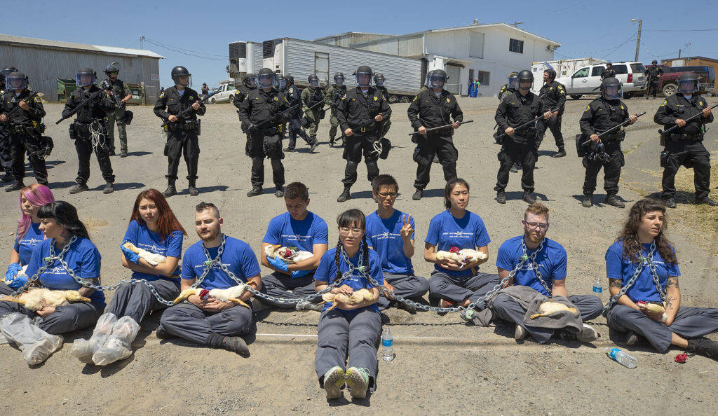 In this June 4, 2019 file photo, law enforcement officers in riot gear wait to arrest animal rights activists holding dead ducks they claim to have found inside the Reichardt Duck Farm on Middle Two Rock Road in Petaluma.  (photo by John Burgess/The Press Democrat)