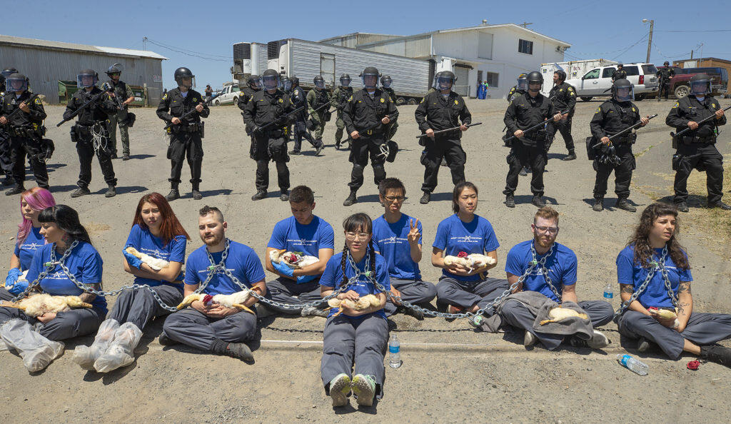 Law enforcement officers in riot gear wait to arrest animal rights activists holding dead ducks they claim to have found inside the Reichardt Duck Farm on Middle Two Rock Road on Monday, June 3, 2019.  (photo by John Burgess/The Press Democrat)