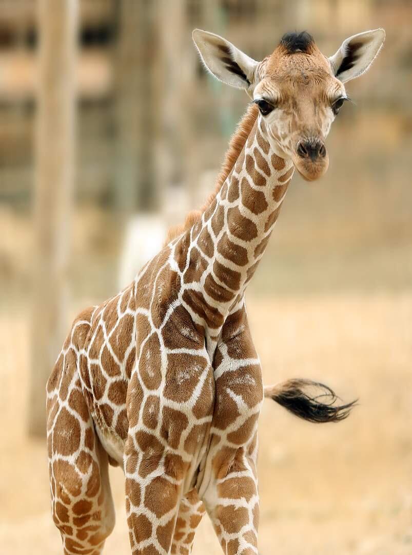 The latest little boy giraffe at Safari West was born on Saturday. (JOHN BURGESS / The Press Democrat)
