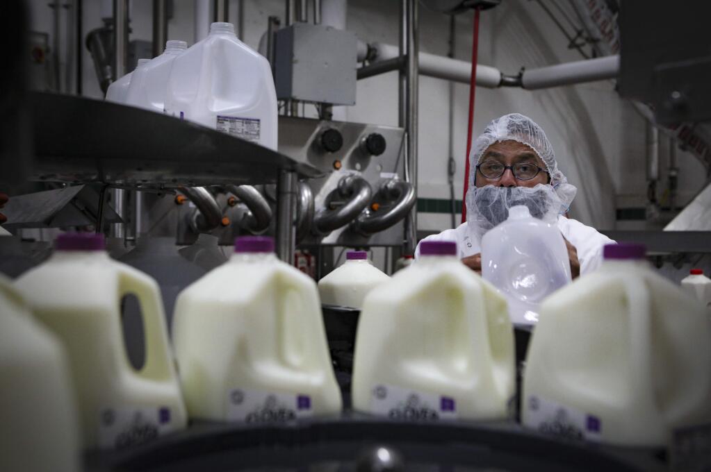 Petaluma, CA, USA. Tuesday, April 21, 2020._ A production bottler at Clover keeps an eye on milk being filled at the facility in Petaluma. (CRISSY PASCUAL/ARGUS-COURIER STAFF)