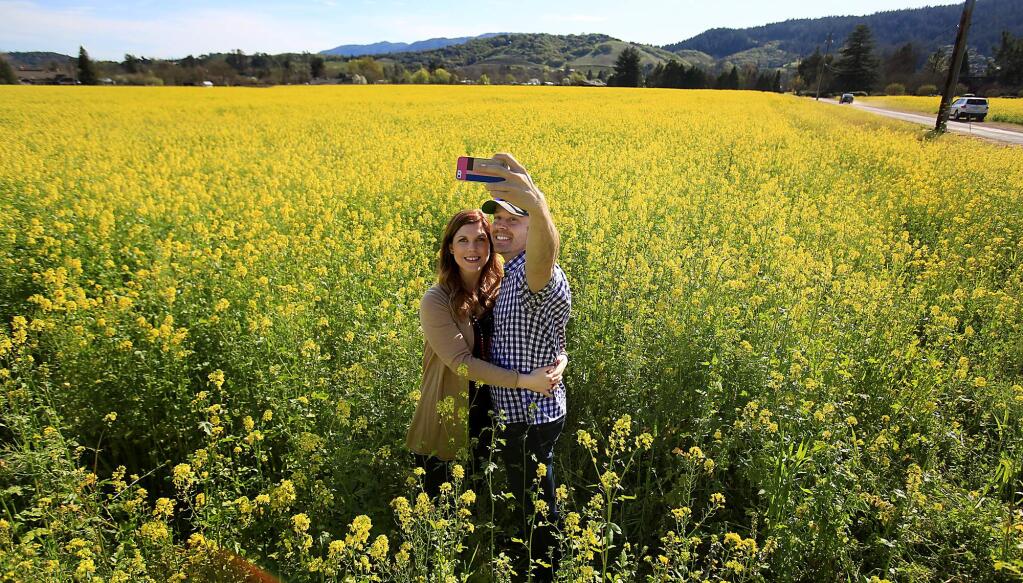 The mustard fields on Hwy. 12 see an increase in traffic from those looking to get the perfect Instagram shot of their spring break fun. (Kent Porter / Press Democrat) 2016