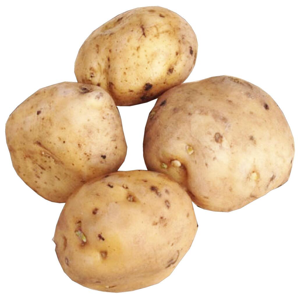 URBAN FARMERIrish Cobbler potatoes are among the early varieties that mature in 90 days or less.