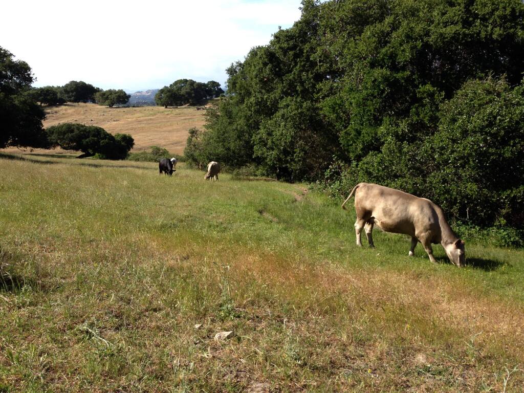 Sonoma County Regional ParksCattle graze at Taylor Mountain in Santa Rosa.