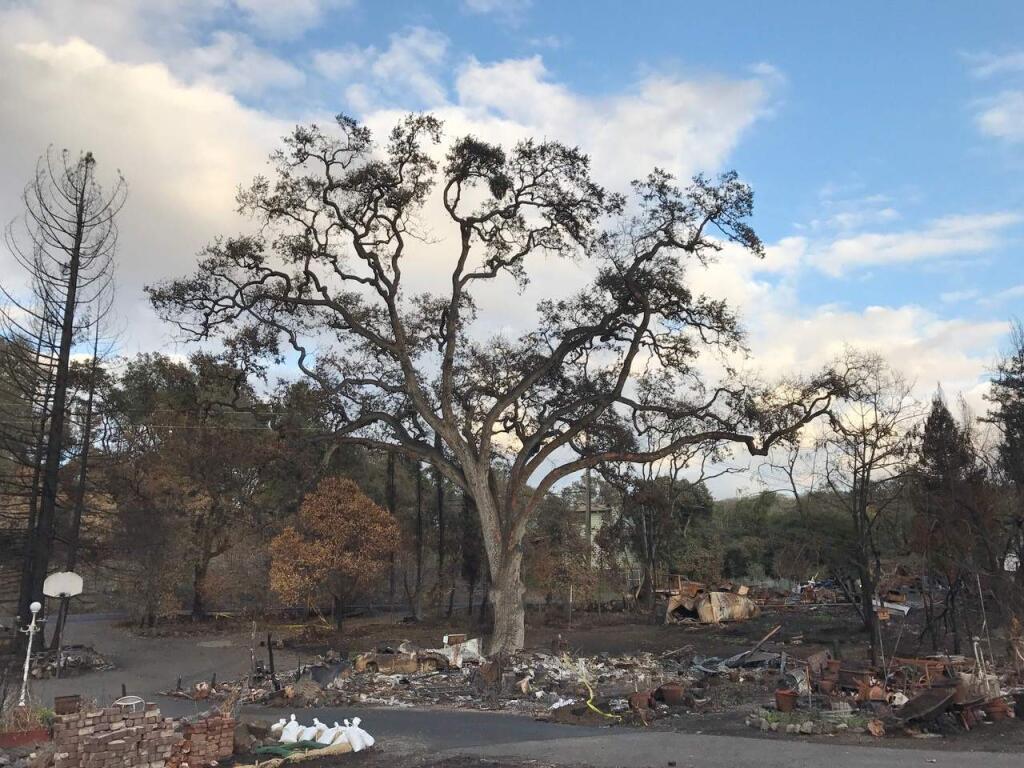 An oak tree stands alone in a burned-out lot on O'Donnell Lane in Glen Ellen following the recent fires there. (SEC)