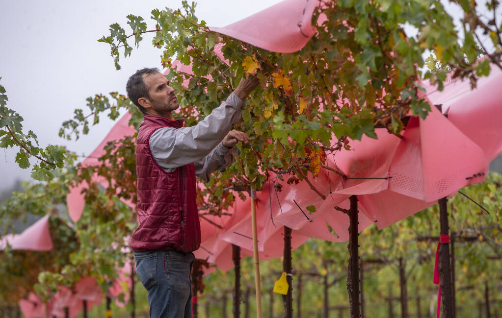 Vineyard Manager Guillermo Garcia Zamora removes dead leaves from underneath a treated sheet of plastic that distributes even light and temperate at the UC Davis Research Vineyard in Oakville, Oct. 13, 2022. To combat climate change there’s a series of experiments going on in a 40-acre vineyard in our own back yard: Napa Valley’s Oakville. The most promising is a current breakthrough with a study on cabernet and trellising, proving that cab can be viable despite climate change. Other experiments include: 1) tests on root stocks to see which are the most drought and heat resistant; 2) tests on rows of vines planted in a different direction to avoid direct sun; 3) tests on artificial shades, as well as layers of leaves, to work as a canopy to keep fruit clusters cooler. (Chad Surmick / The Press Democrat)