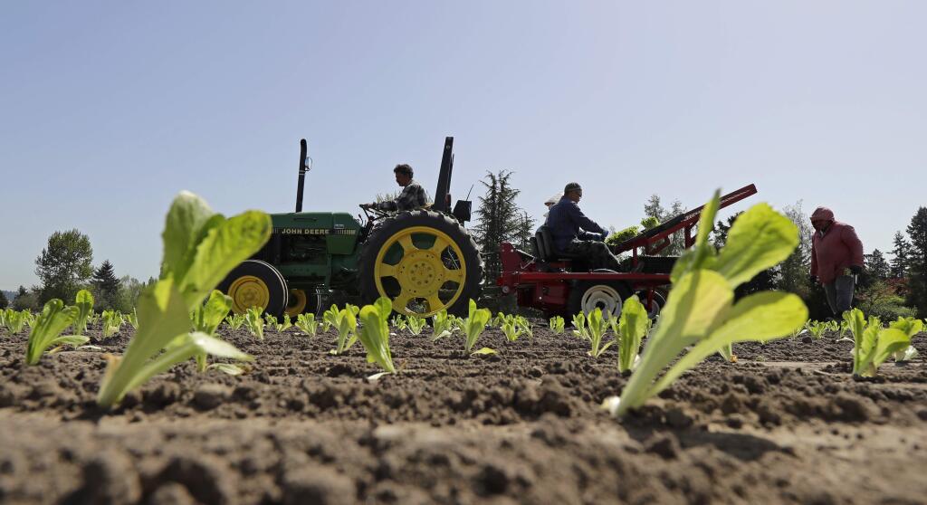 Workers plant romaine lettuce, Thursday, April 26, 2018, at the EG Richter Family Farm in Puyallup, Wash. The farm sells most of it's lettuce to large local grocery store chains, and owner Tim Richter says that so far his farm hasn't been affected by warnings that romaine lettuce from Yuma, Ariz., apparently has been contaminated with the E. coli bacteria. Richter says he urges consumers to stay away from bagged lettuce and to always cut and wash their own produce. (AP Photo/Ted S. Warren)