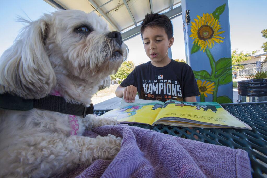 Eight-year-old Julius Vasquez reads 'Dog Breath, by Dav Pilky, to Frances, the therapy dog, at Sassarini summer school's Academy of Reading and Writing. Children who are shy about reading out loud in their classrooms are encouraged to read to the dogs, who are attentive and rarely criticize. (Photo by Robbi Pengelly/Index-Tribune)