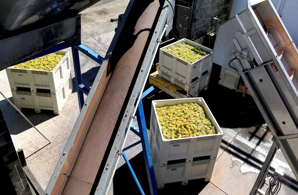 Chardonnay grapes are ready for crush, Wednesday Sept. 17, at Dry Creek Vineyard in Dry Creek. (Kent Porter / Press Democrat) 2014