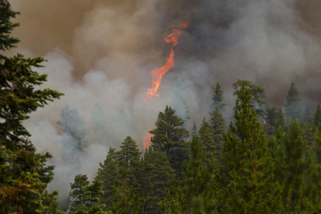 A tree explodes into flames as the wind whips up the southern front of a wildfire as it burns near Sisters, Ore., Thursday, Aug. 17, 2017. (Andy Tullis /The Bulletin via AP)