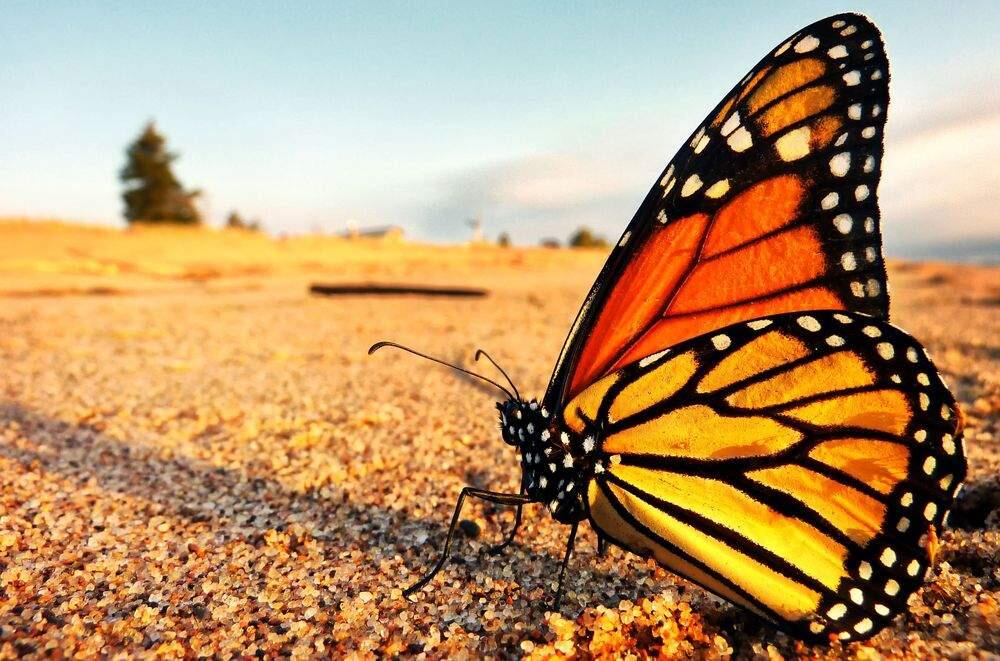 When was the last time you saw a Monarch butterfly.