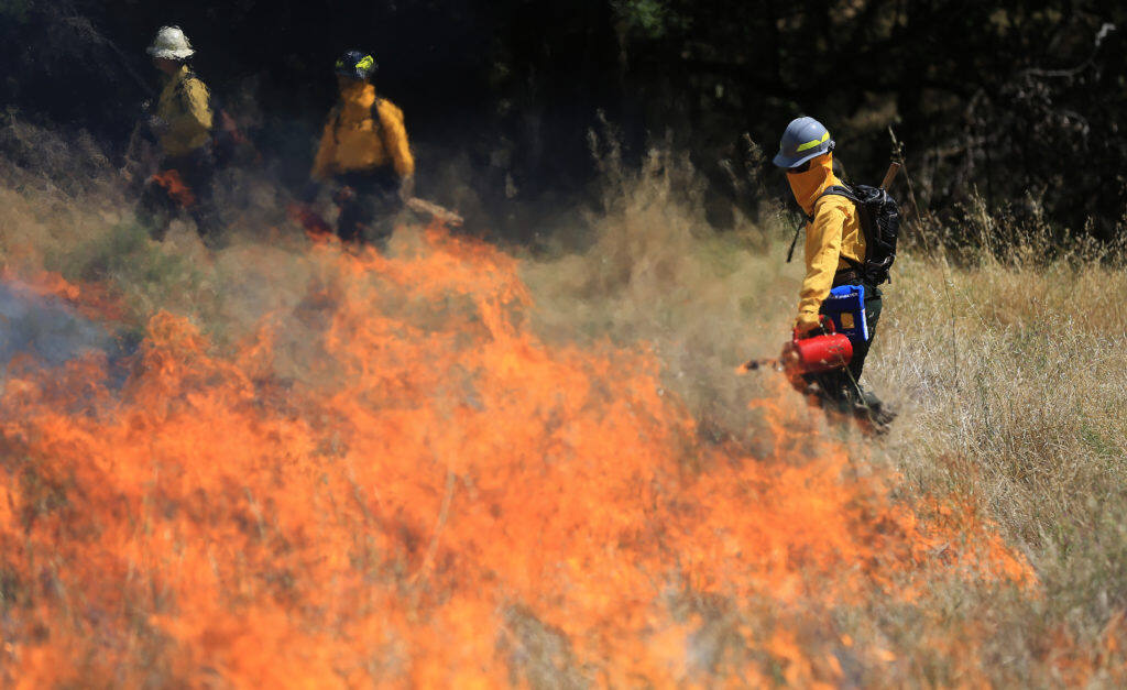 Firefighters with drip torches light swaths of grass on fire during a  prescribed burn at Audubon Canyon Ranch’s Bouverie Preserve, Friday, June 14, 2019 in Glen Ellen. (Kent Porter / The Press Democrat) 2019