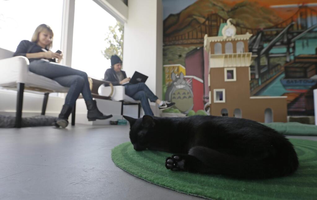 In this photo taken Thursday, Nov. 6, 2014, a cat sleeps on a rug as Donna Garrett, left, and Adam Myatt, right, check their email at the Cat Town Cafe in Oakland, Calif. (AP Photo/Eric Risberg)