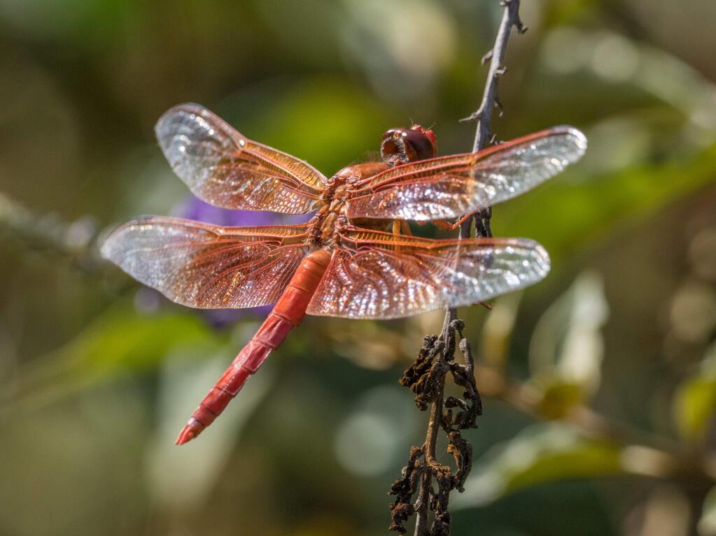 Flame-Skimmer Dragonfly. (Photo by Craig Tooley)