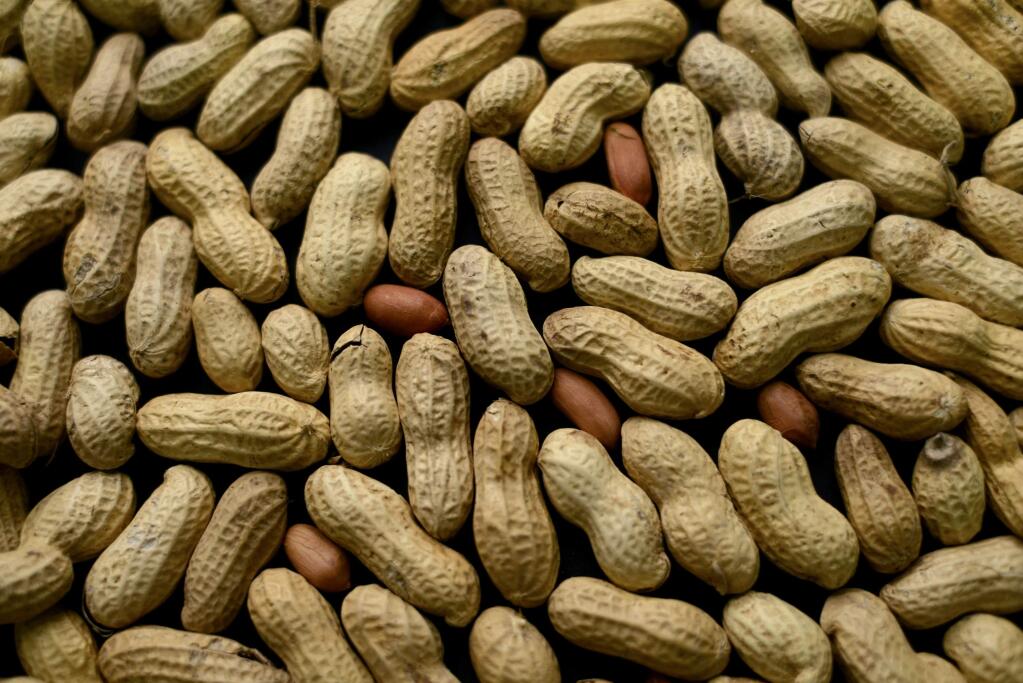 FILE - This Feb. 20, 2015 file photo, photo shows an arrangement of peanuts in New York. The first treatment to help prevent serious allergic reactions to peanuts may be on the way. A company said Tuesday, Feb. 20, 2018 that its daily capsules of peanut flour helped sensitize children to nuts in a major study. (AP Photo/Patrick Sison, File)