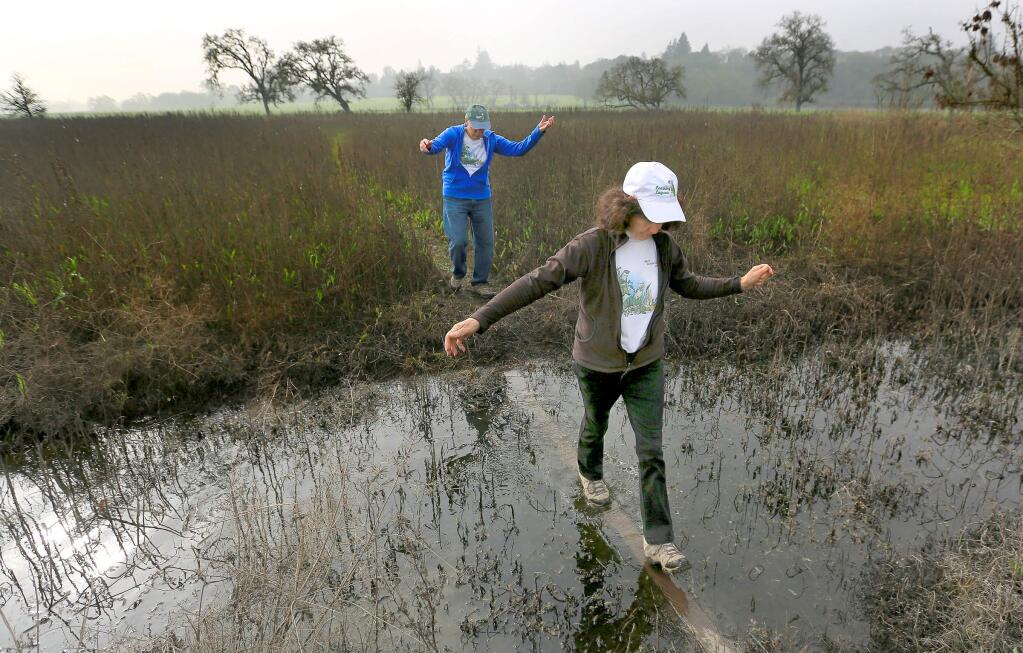KENT PORTER / The Press DemocratBrendan Brown, left and his wife, Tish, use a board to cross one of the winter waterways at the Laguna de Santa Rosa. The two are docents for the Laguna Foundation.