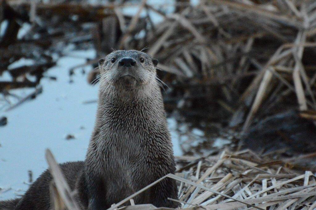 photos by tom reynoldsRiver otters have been spotted on the North Coast, including these seen at Spring Lake in Santa Rosa.