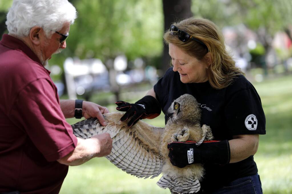 Brad Marsh and Natalie Getsinger, members of the raptor release team from the Bird Rescue Center, prepare to return a baby Great Horned Owl to its tree at the Sonoma Plaza on Thursday, May 10, 2018 in Sonoma, California . (BETH SCHLANKER/The Press Democrat)