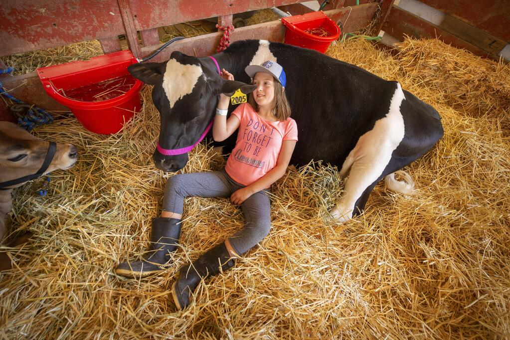 Lucia Nosecchi, 11, rests in the barn with her holstein heifer 'Baby' on the opening day of the 80th annual Sonoma-Marin Fair in Petaluma. (photo by John Burgess/The Press Democrat)