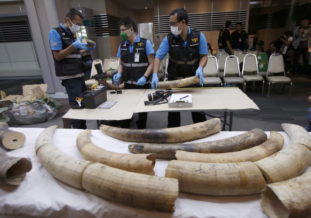 Forensic officers inspect ivory seized at the customs office after a press conference in Bangkok, Thailand, Friday, Jan. 12, 2018. Thai authorities seized 148 kilograms full elephant tusk and 31 tusk fragments originating from Nigeria destined for China†worth over 15 million baht ($469,800). (AP Photo/Sakchai Lalit)