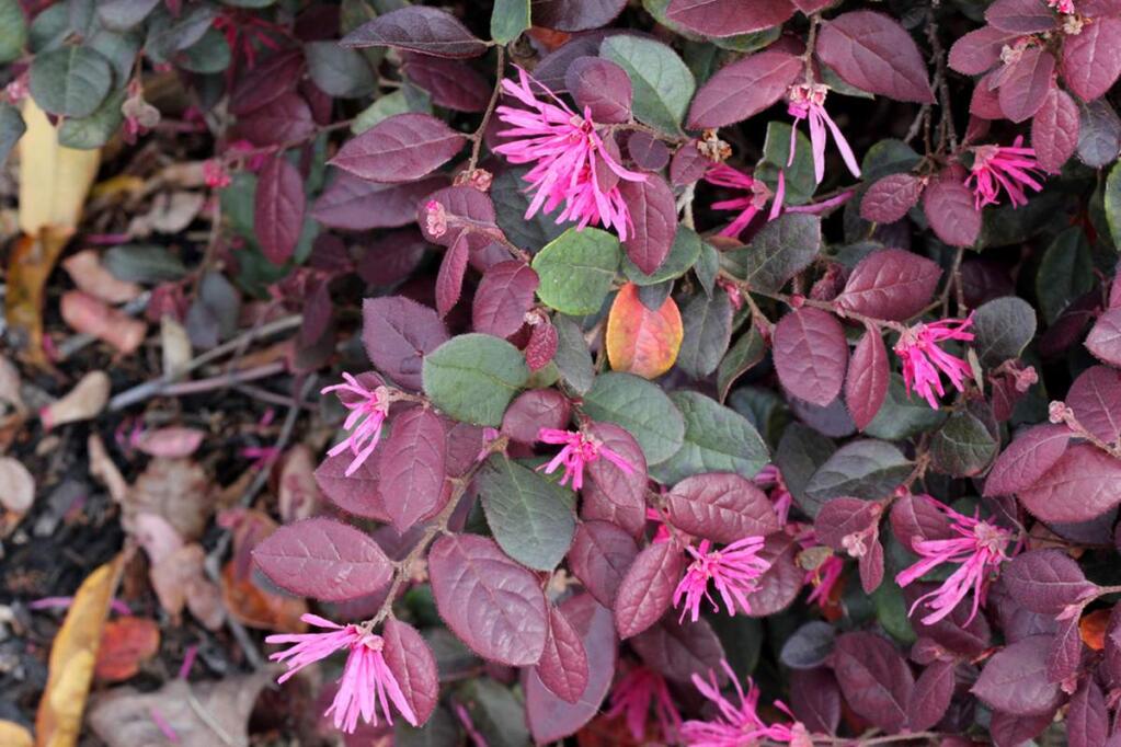 Loropetalum chinense var. rubrum ‘Purple Majesty' or Chinese fringe flower shrub has been used extensively in the home landscape as well as in commercial landscapes and continues to remain a popular choice.