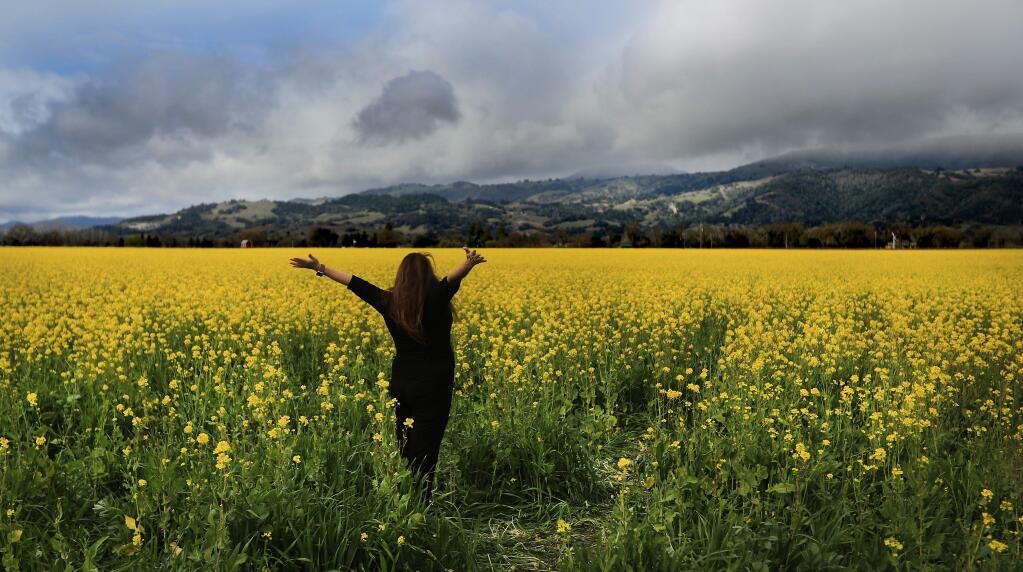 Herlinda Heras soaks in the scenery as her friends (out of frame) photograph her in the mustard, Thursday Feb. 22, 2018 in the Alexander Valley. (Kent Porter / The Press Democrat) 2018