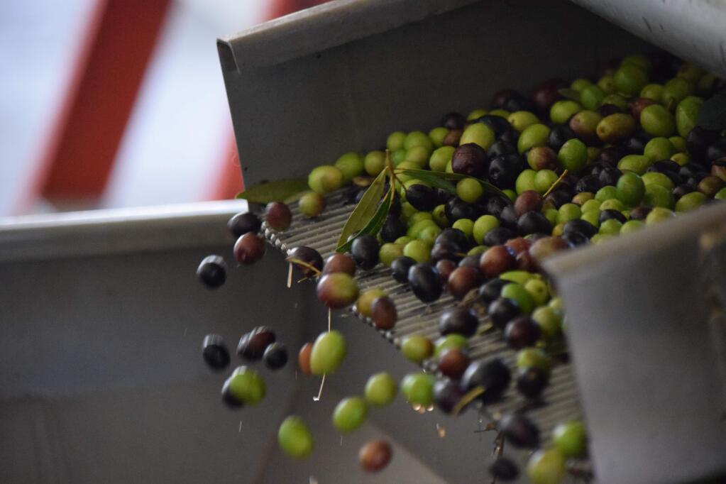 McEvoy Ranch will hold a Community Olive Milling Day on Nov. 12 for small growers.  (James Dunn / North Bay Business Journal)