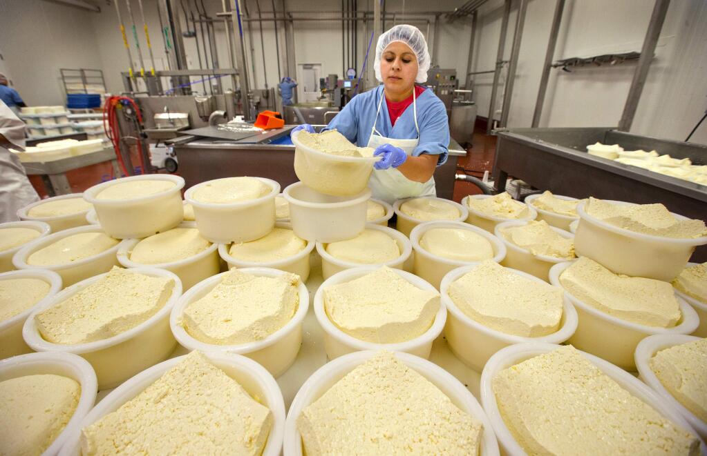 Adilene Aleman turns a basket or cheese curds over to form a wheel at the new production facility for Point Reyes Farmstead Cheese in Petaluma. (photo by John Burgess/The Press Democrat)
