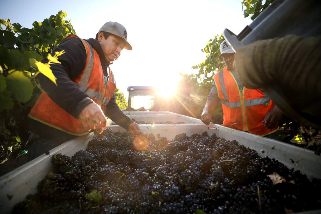Jesus Garcia, left, and Jose Juarez, right, help to harvest pinot noir grapes in Rodgers Vineyard for Mumm Napa in Yountville, California on Tuesday, August 13, 2019. (BETH SCHLANKER/The Press Democrat)