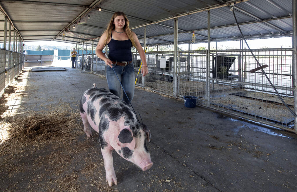 Sonoma Valley High School junior Miki Borgnis, 15, with her Spot pig, Nelson, who will be shown and auctioned at the Sonoma County Fair. Photo taken at the high school’s ag center on Tuesday, Aug. 3, 2022. (Robbi Pengelly/Index-Tribune)