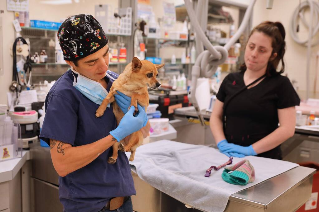 Dr. Ada Norris, left, examines a dog's infected paw at the Humane Society of Sonoma County, in Santa Rosa on Friday, February 1, 2019. The Humane Society is launching a Community Veterinary Clinic to help low income pet owners receive veterinary services at an affordable price. (Christopher Chung/ The Press Democrat)