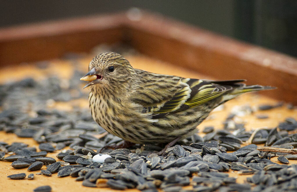 A pine siskin eats black oil sunflower seeds off a feeding tray in the junior college neighborhood of Santa Rosa on Monday, February 8, 2021. Avian experts suggest removing bird feeders and baths after mounting casualties among pine siskins and other finch species due to salmonella spread by birds congregating at feeders.(Photo by John Burgess/The Press Democrat)